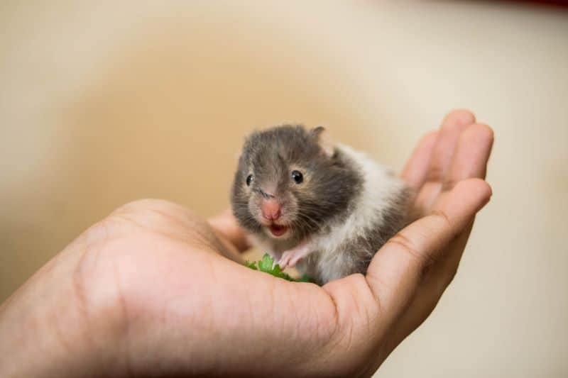 dwarf hamster with a green vegetable in an owner's palms