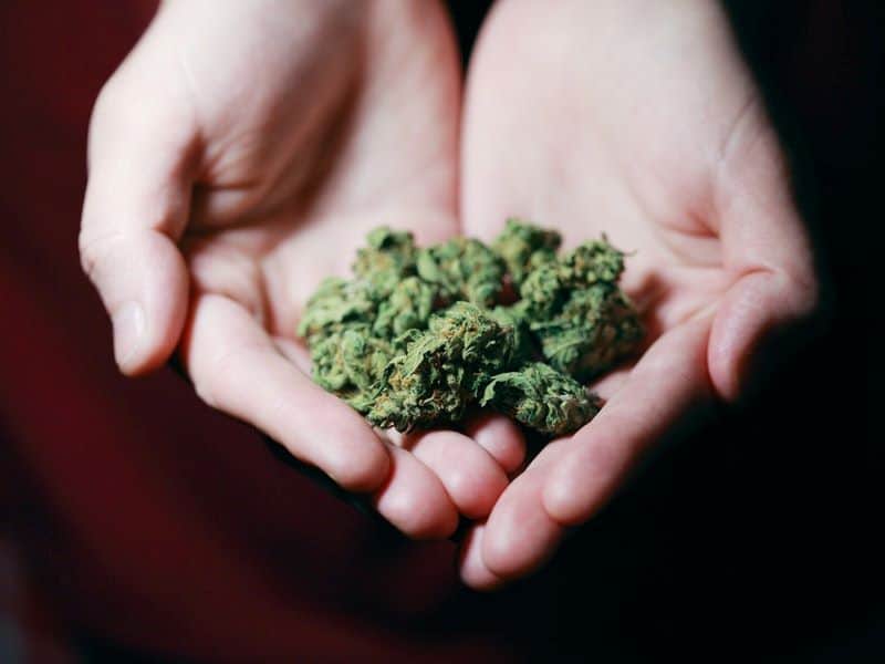 marijuana leaves can make hamsters hyperactive when high