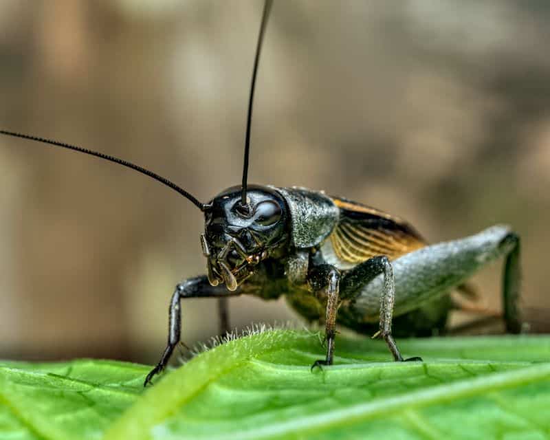 live cricket on a leaf leading to questions like "how many crickets can hamsters eat?"