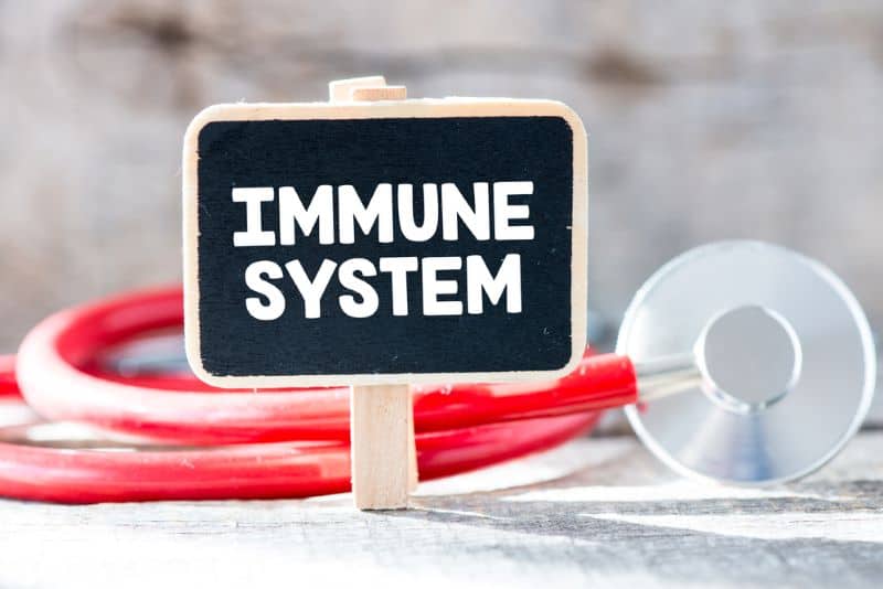 immune system improvement in hamsters fed collard greens