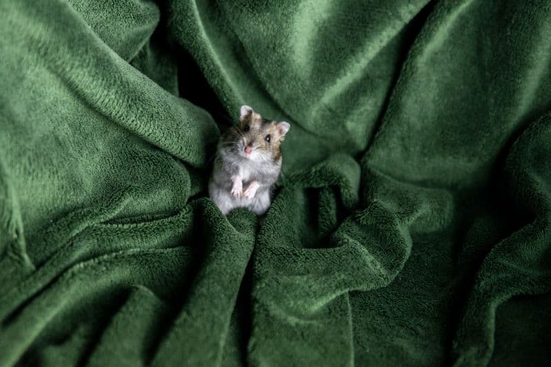hamster on a green fabric