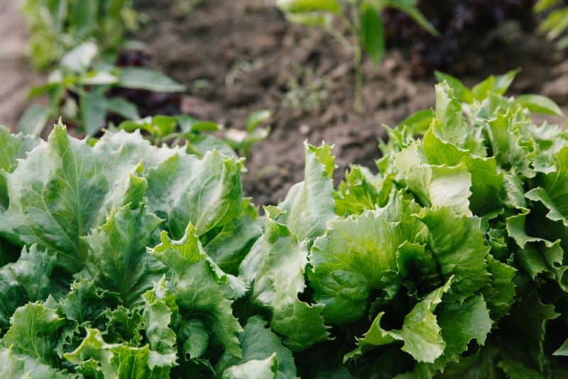 looseleaf lettuce growing in the garden