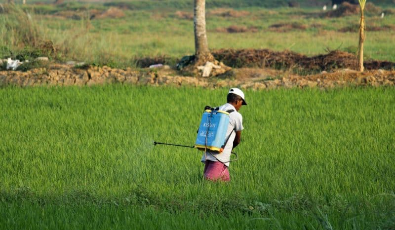 man spraying grass with pesticides