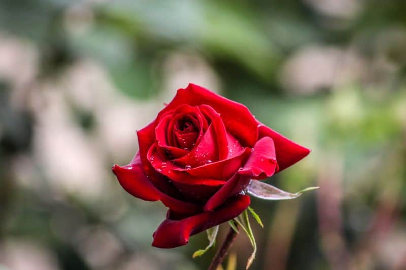 red-colored rose petals which should never be fed to hamsters