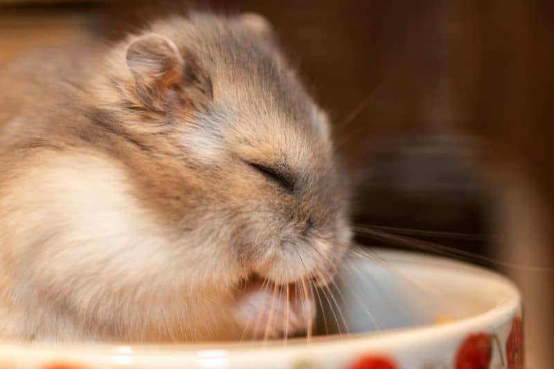 hamster relaxed in a food bowl in its owner's presence