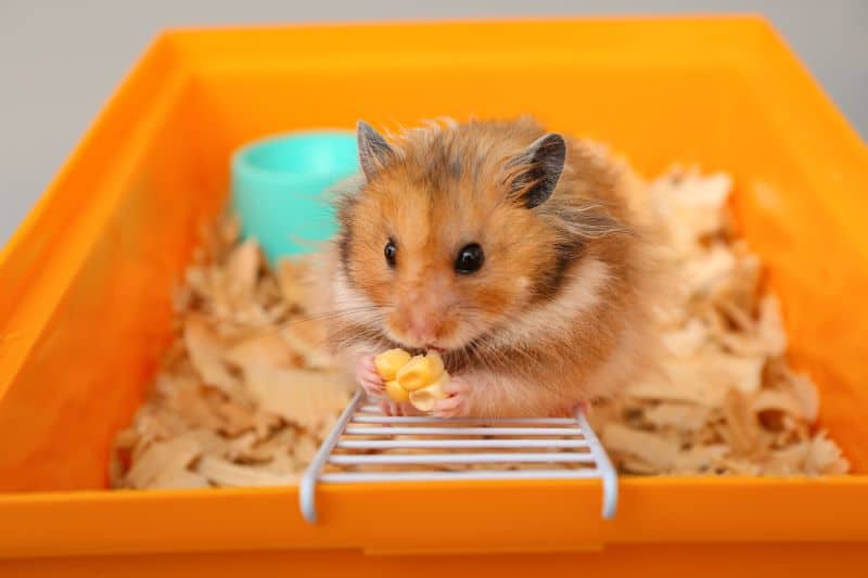 hamster enjoying corn in a cage