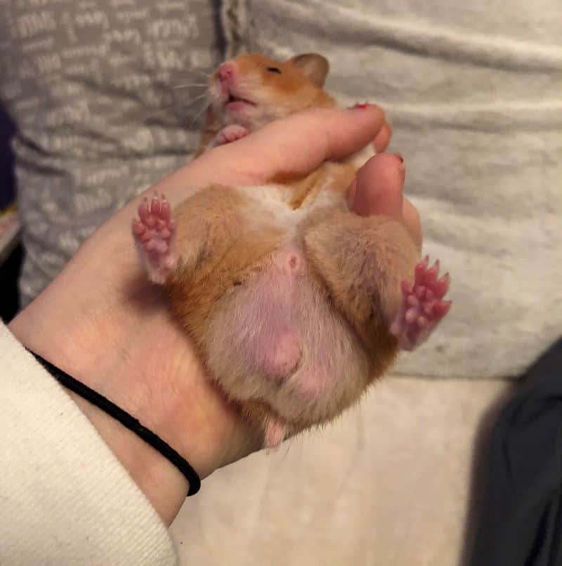 hamster with swollen and lumpy testicles