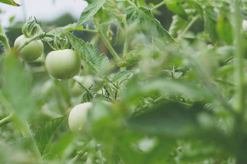 unripe tomatoes are a leading cause of tomatine poisoning in hamsters