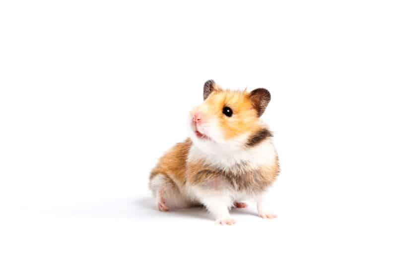 hamster curiously looking in one direction