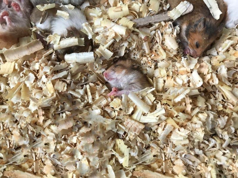 baby hamster not moving in his cage
