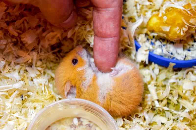hamster yearning for physical contact as a sign of affection