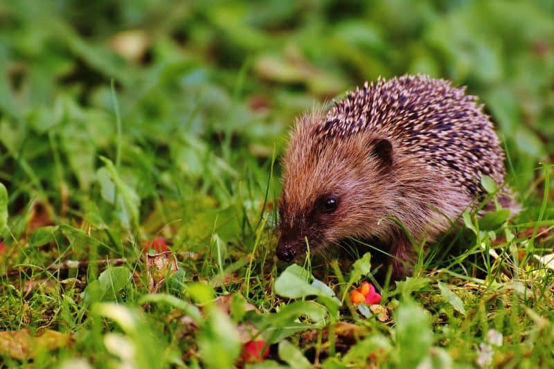 hedgehog walking in the flower garden but Are Hedgehogs Beneficial For My Garden?