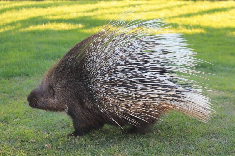 porcupine in grass as hedgie owner asks Are Hedgehogs Related to Porcupines?
