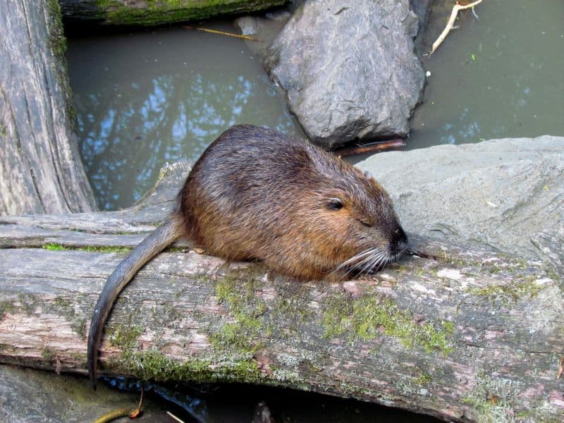 hedgehog on a wooden log on stream bank but Can a Hedgehog Kill a Beaver?