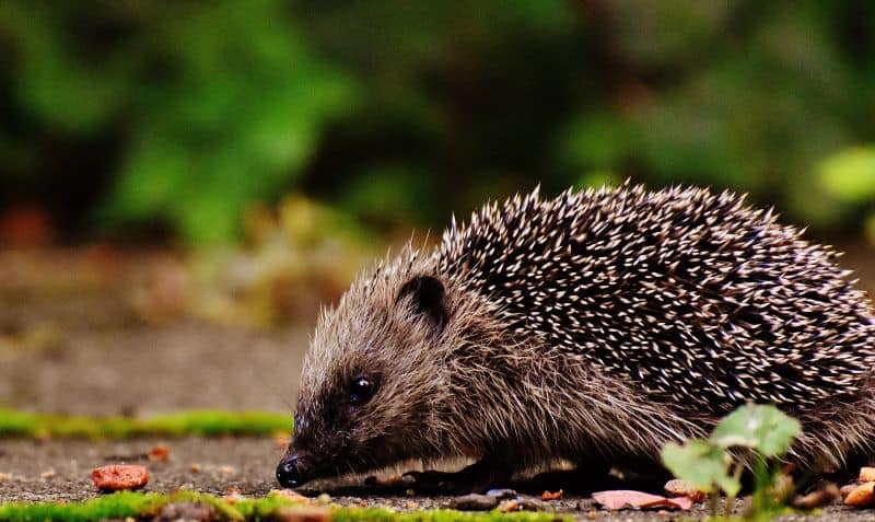 hedgehog eating in the woods but Can a Hedgehog Shoot Quills?