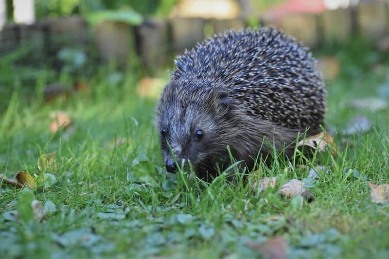European hedgehog runs on the grass as owners ask Do Hedgehog Quills Get Softer?