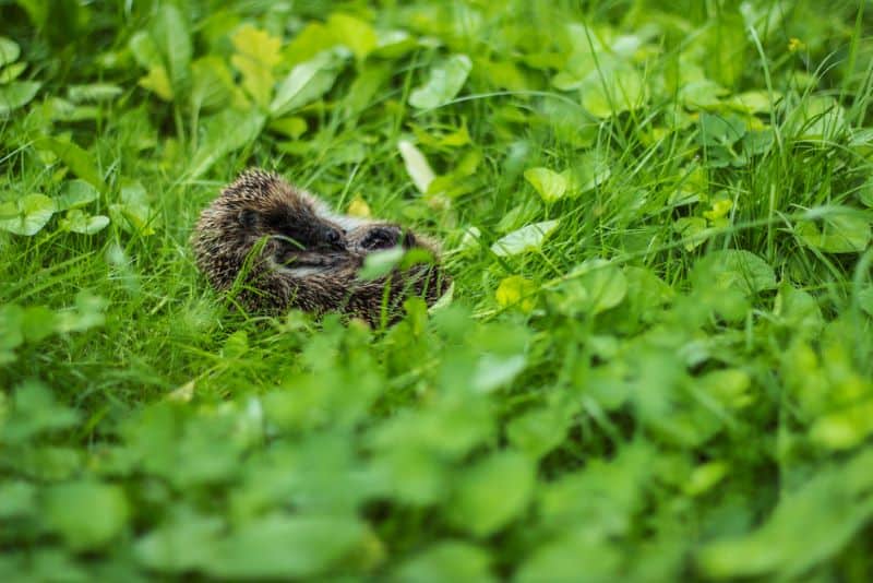 hedgehog sleeping in the grass as owner enquires Do Hedgehogs Curl Up When Hibernating?