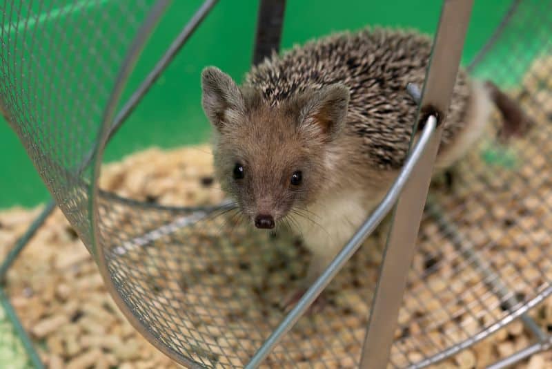 hedgehog on a running wheel but Do Hedgehogs Need Wheels?