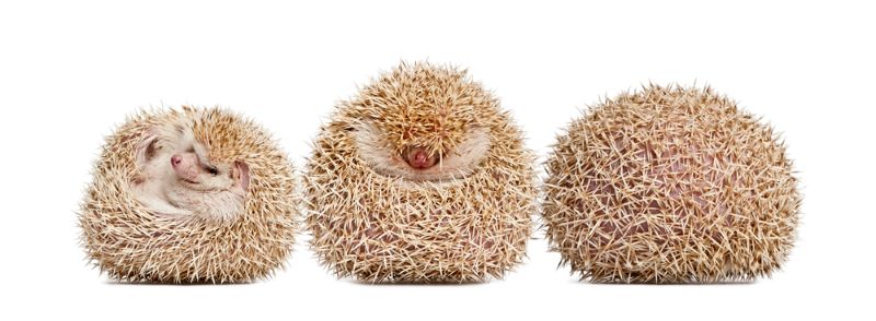 3 hedgehogs balled up as folks ask How Do You Tell If A Hedgehog is Quilling?