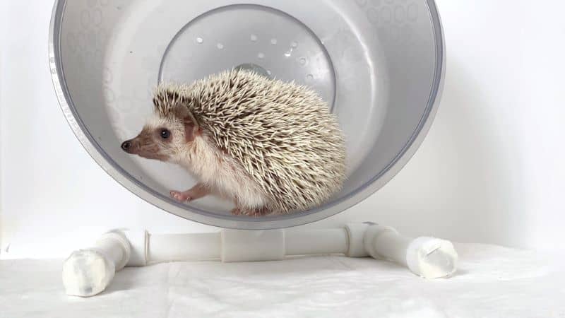 hedgehog on a grey exercise wheel as owner wonders How Much Exercise Do Hedgehogs Need?