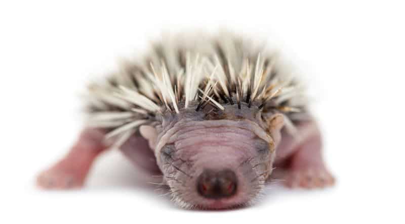 baby hedgehog on a plane background as owner asks about How TO Determine The Age of a Baby Hedgehog