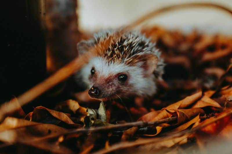 African Pygmy on grass as enthusiasts wonder How To Tell A Hedgehog's Age