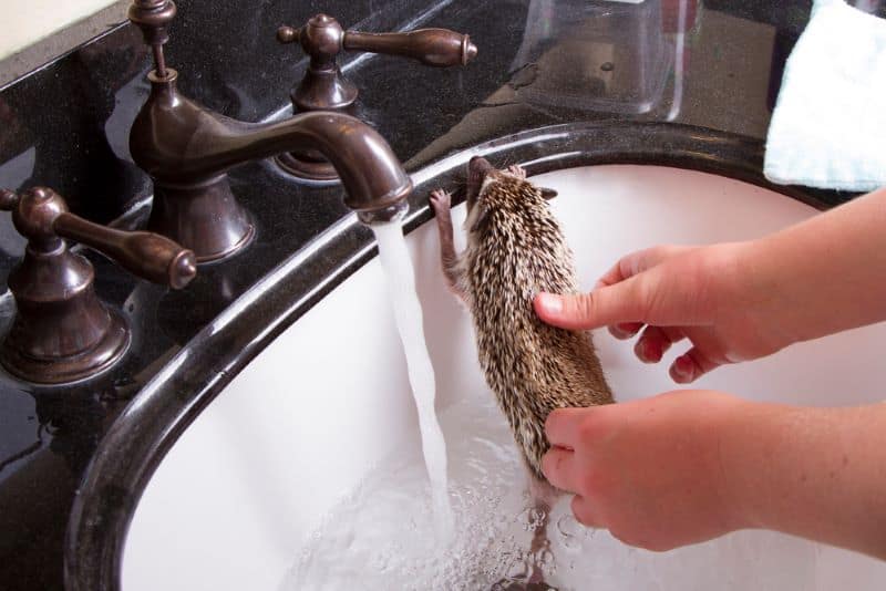 hedgehog in a bathtub as owner asks how to clean hedgehog feet