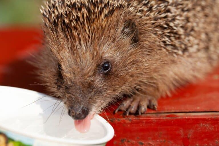 How To Get Hedgehogs To Drink Water The Ultimate Guide Petstant