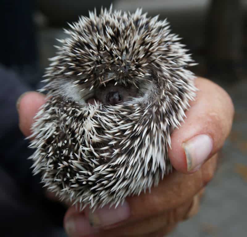 person holding curled up hedgehog as owner wonders How to Get Hedgehogs to Uncurl