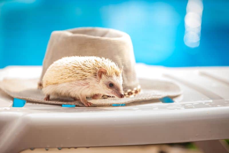 hedgehog lies on the poolside as owner asks about How to Keep Hedgehogs Cool in The Summer