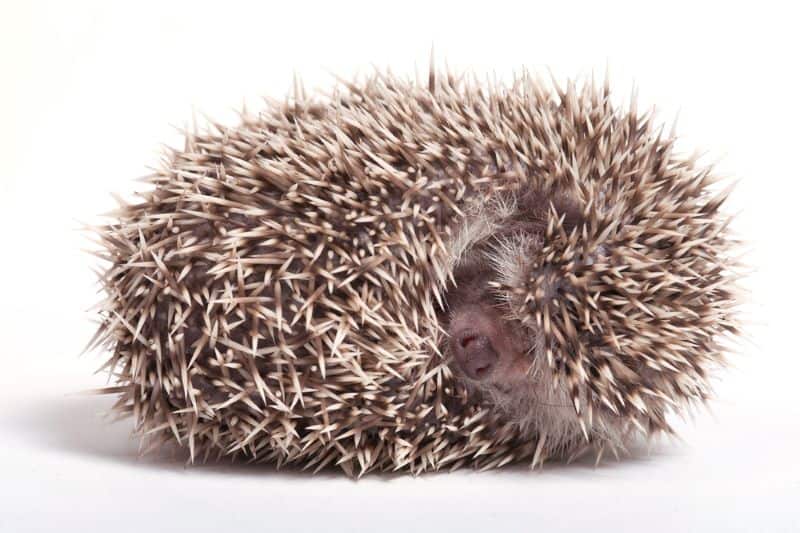 hedgehog curled in a ball during hibernation as owner wonders seeks info on How to Keep Hedgehogs From Hibernating