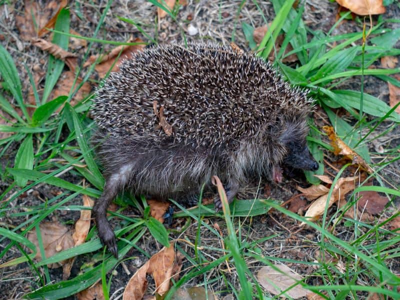 dead hedgehog in the woods as owner inquires How to Know If a Hedgehog is Dead