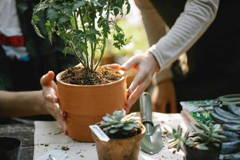 two women holding flower pot with plant and asking Is Hedgehog Poop Good For The Garden?