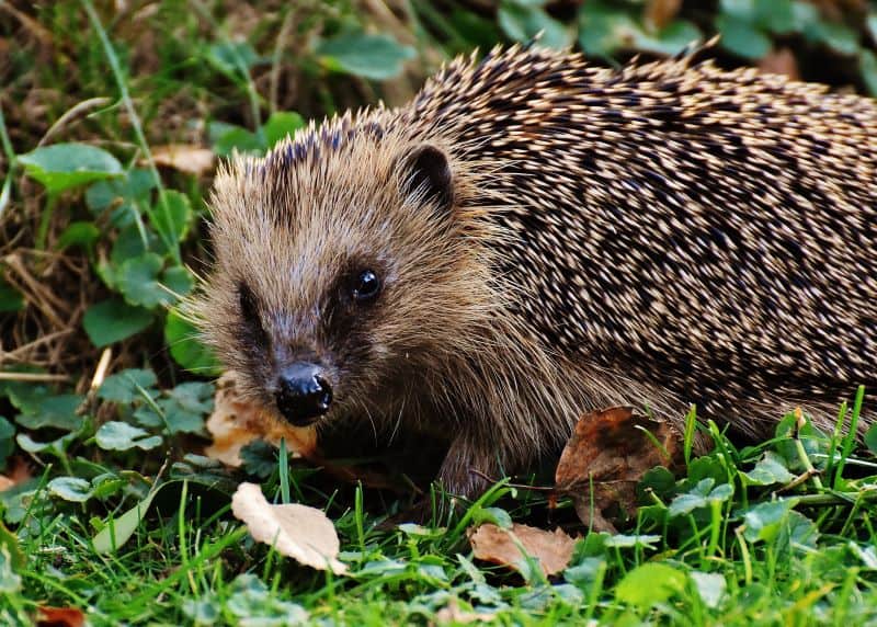 elderly hedgehog in the wild but What Age is Considered Old Age In Hedgehog Years