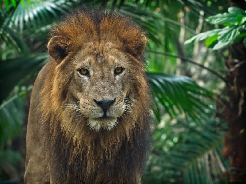 lions in the woods as backyard owners wonder What Animal Kills Beavers?