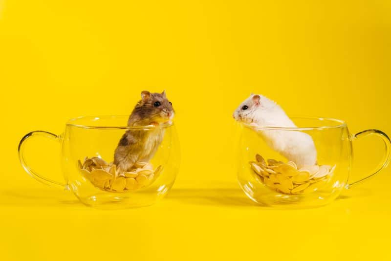 two hamsters in a glass jar but What Happens to Hamsters That Don't Get Sold?