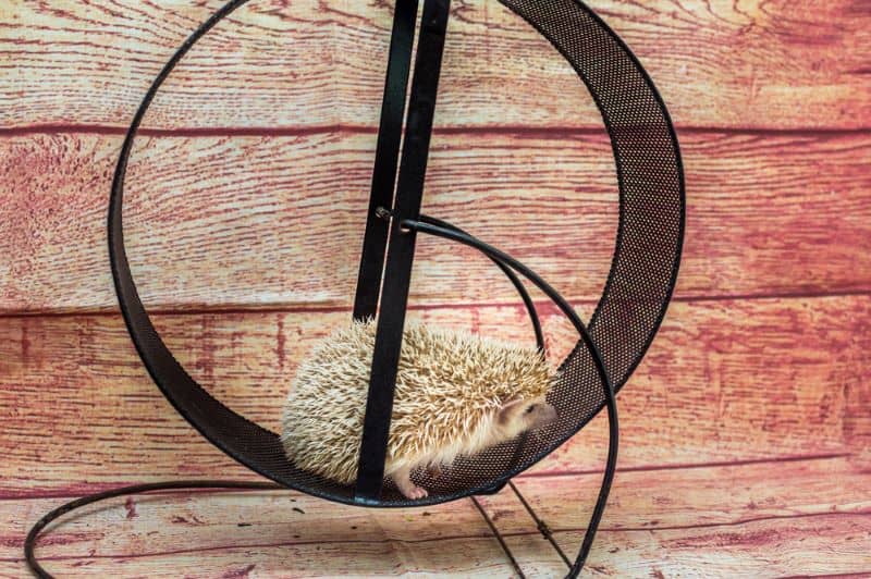 hedgehog standing on a wheel but What Kind of Wheels Do Hedgehogs Need?