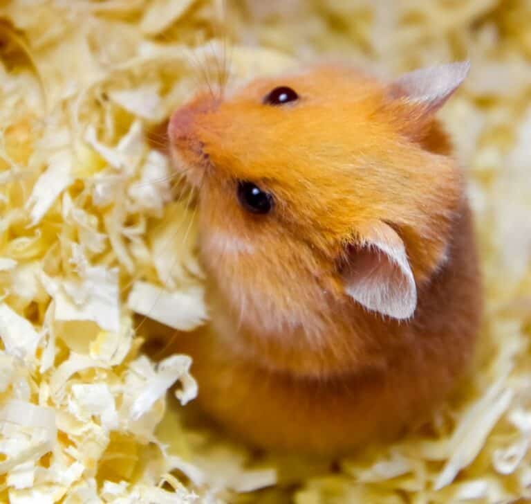 When Should You Change Hamster Bedding? Petstant