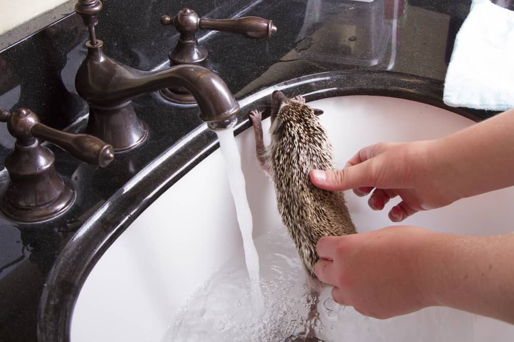 pet hedgehog getting a bath in shallow water