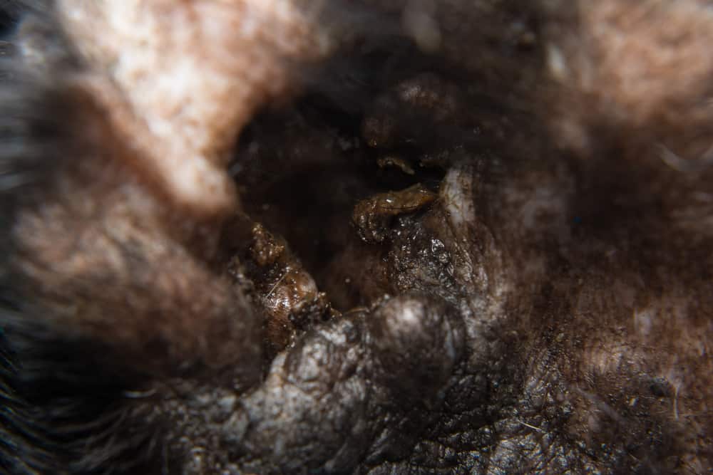upclose pics of hedgehog ear infections