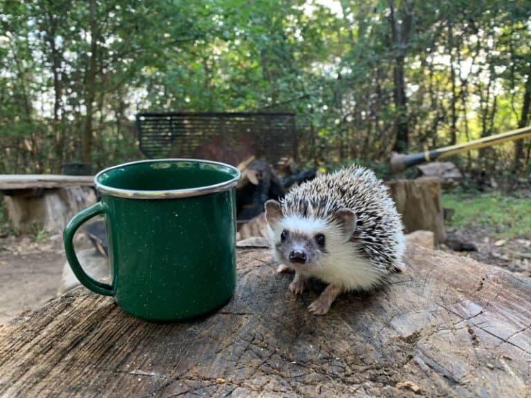 How To Get Hedgehogs To Drink Water The Ultimate Guide Petstant