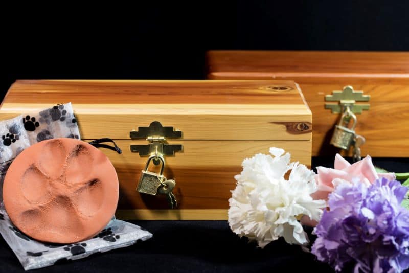 hedgehog ashes in a wooden box after cremation