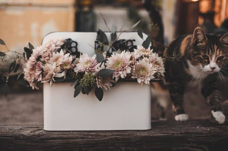 casket with dead hedgehog's body for burial