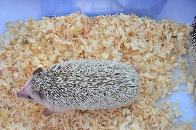 hedgehog in cage environment with wood shavings