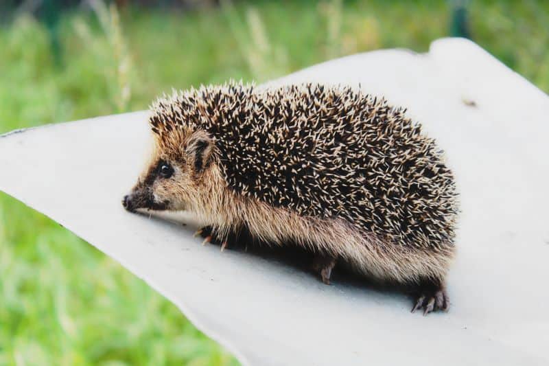 hedgehog enjoying a breath of fresh air but Are Harnesses Bad For Hedgehogs?