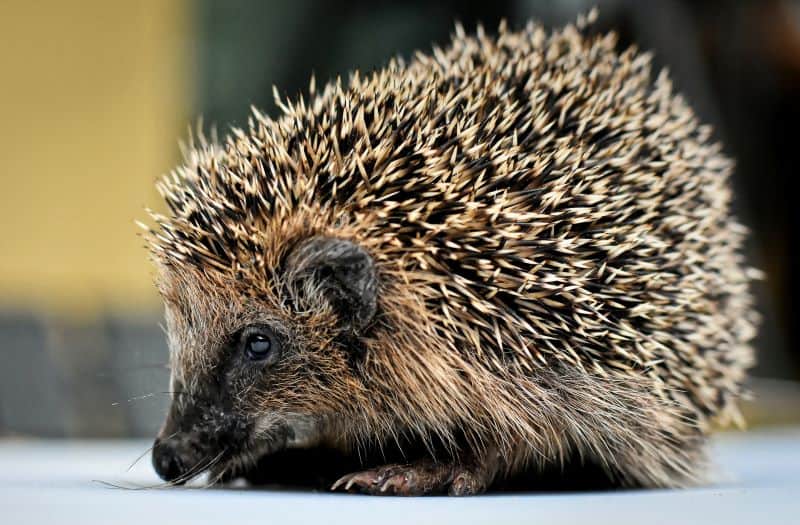 European hedgehog with thick quills but Are Hedgehog Quills Poisonous?