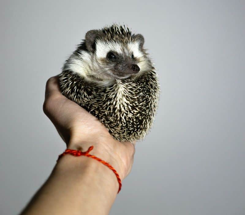 owner handles African pygmy hedgehog and wonders Are Hedgehogs Hypoallergenic?