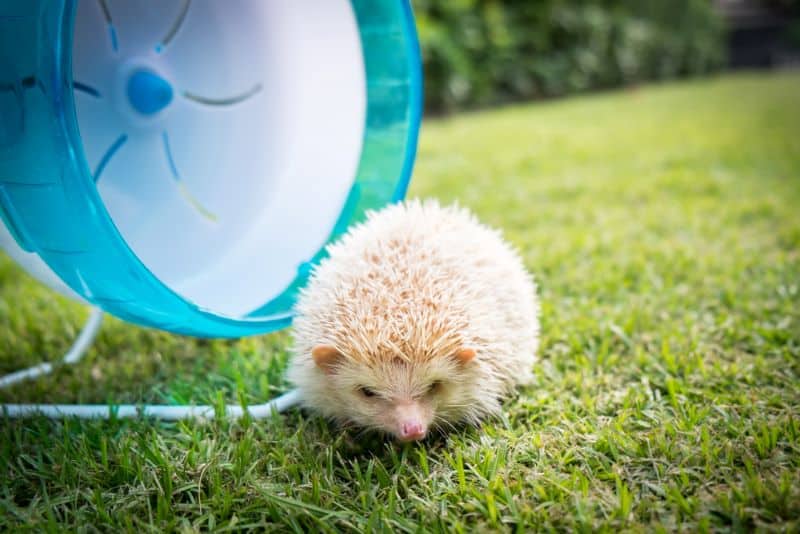 hedgehog in front of blue broken hedgehog wheel