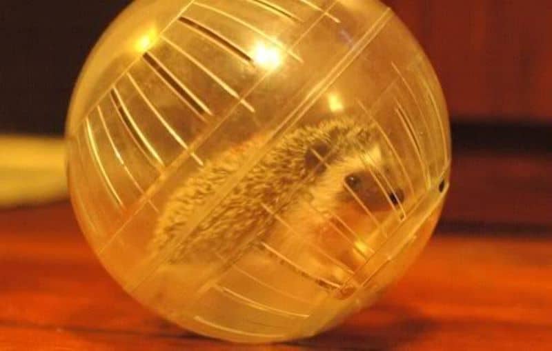 hedgehog runs in a hamster ball as owner asks Can A Hedgehog Use A Hamster Ball?