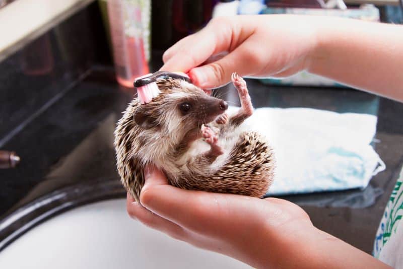 hedgehog enjoying a bath as owner wonders Can Dirty Hedgehogs Be Given Baths?